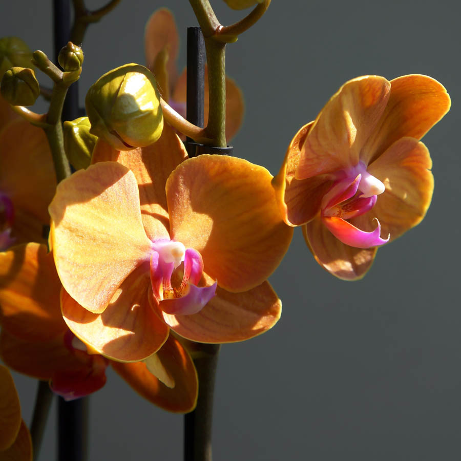 orchids, types of orchids, what color are orchids