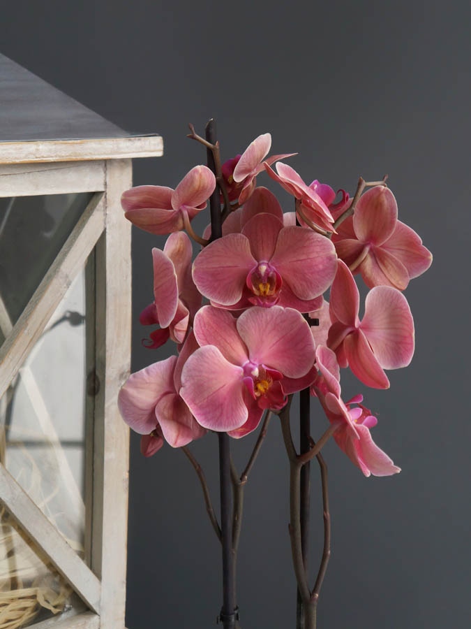 Фотообои Розовые орхидеи акварель купить на стену • Эко Обои