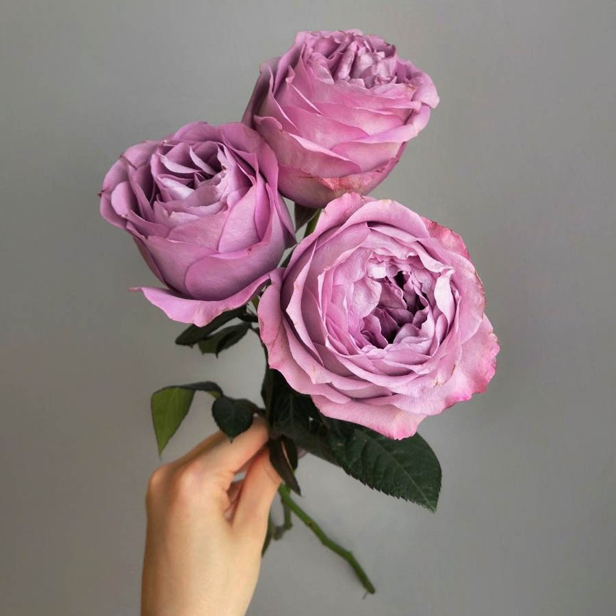 Сорта роз фиолетового оттенка, Lavender Bouquet (Лавандер Букет) 