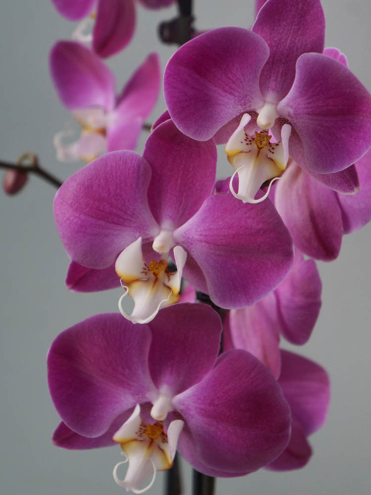 фиолетовые орхидеи, как ухаживать ща орхидеями, правильное освещение для орхидей