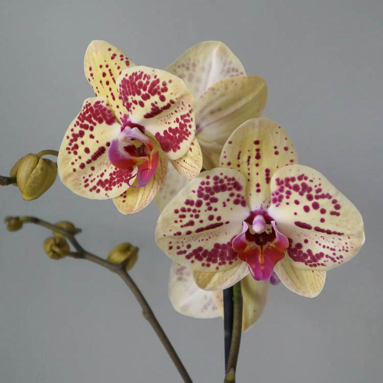 желтая в крапинку орхидея, редкая орхидея, как ухаживать за орхидеей, полив оидей