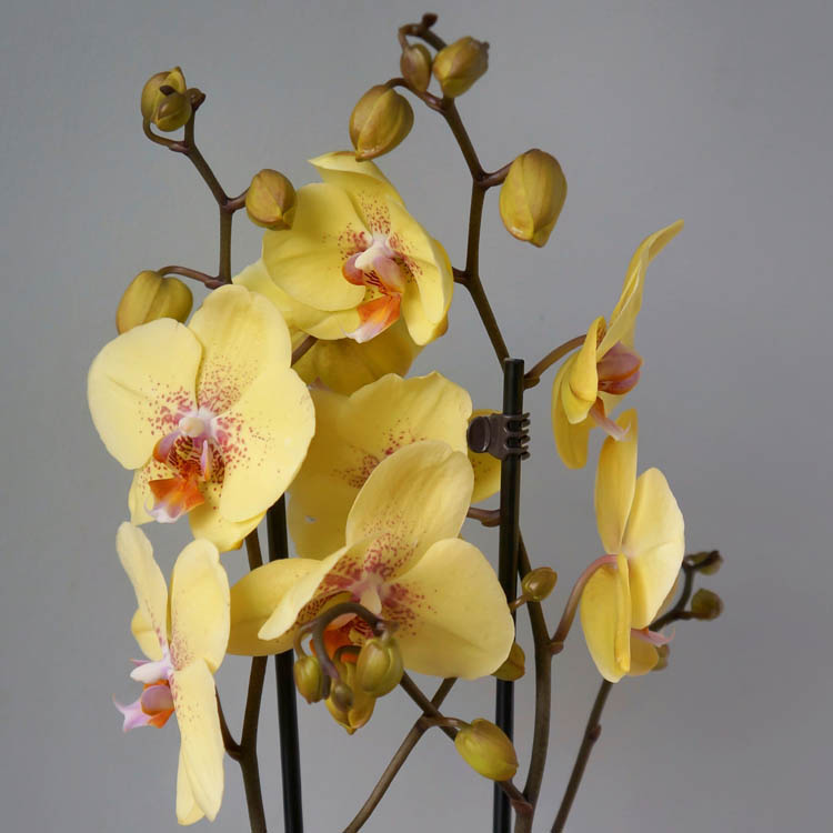 желтые орхидеи, горшечные орхидеи, как садить орхидеи, какую смесь выбрать для орхидей