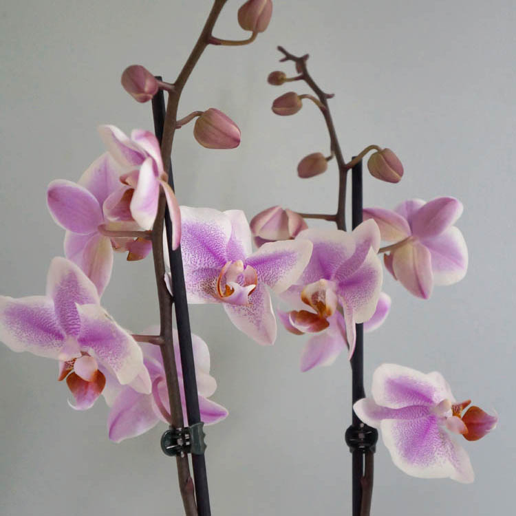 орхидеи, как ухаживать за орхидеями, редкие орхидеи