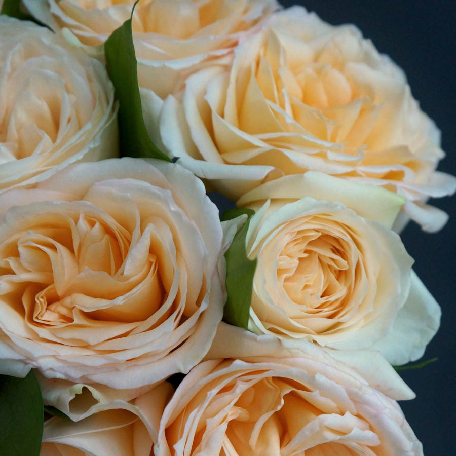 Princess Maya (Принцесса Майя) розы, самые ароматные сорта роз, пудрово-розовые розы, бежевые сорта роз, самые пахучие розы, парфюмированные розы, букет из персиковых роз