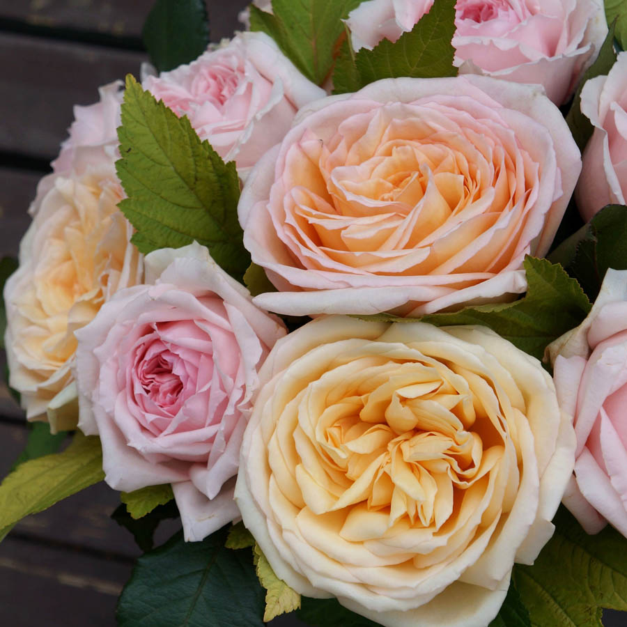 Princess Maya (Принцесса Майя) розы, самые ароматные сорта роз, пудрово-розовые розы, бежевые сорта роз, самые пахучие розы, парфюмированные розы, букет из персиковых и розовых роз 