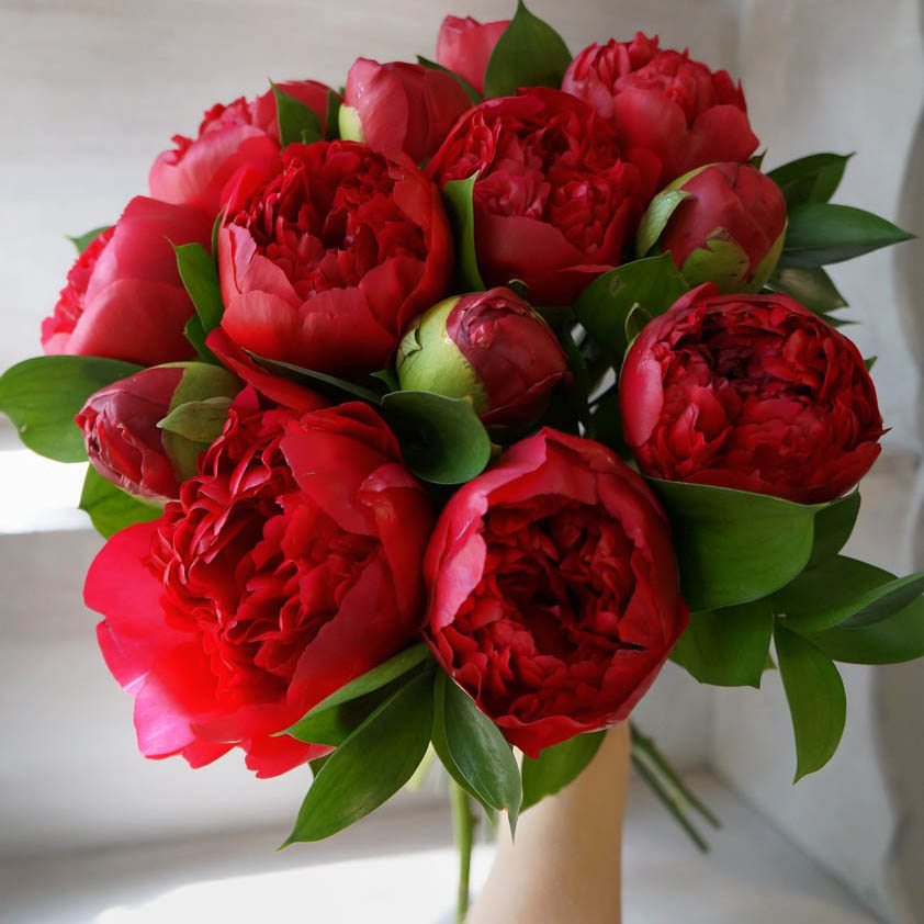 красные пионовидный розы на языке цветов, как извиниться цветами