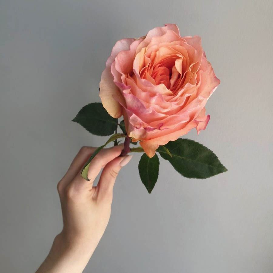 Крупнобутонная садовая роза Princess Crown (Принцесс Краун) светло-персикового оттенка, всё про оранжевые розы, сорта роз оранжевых оттенков