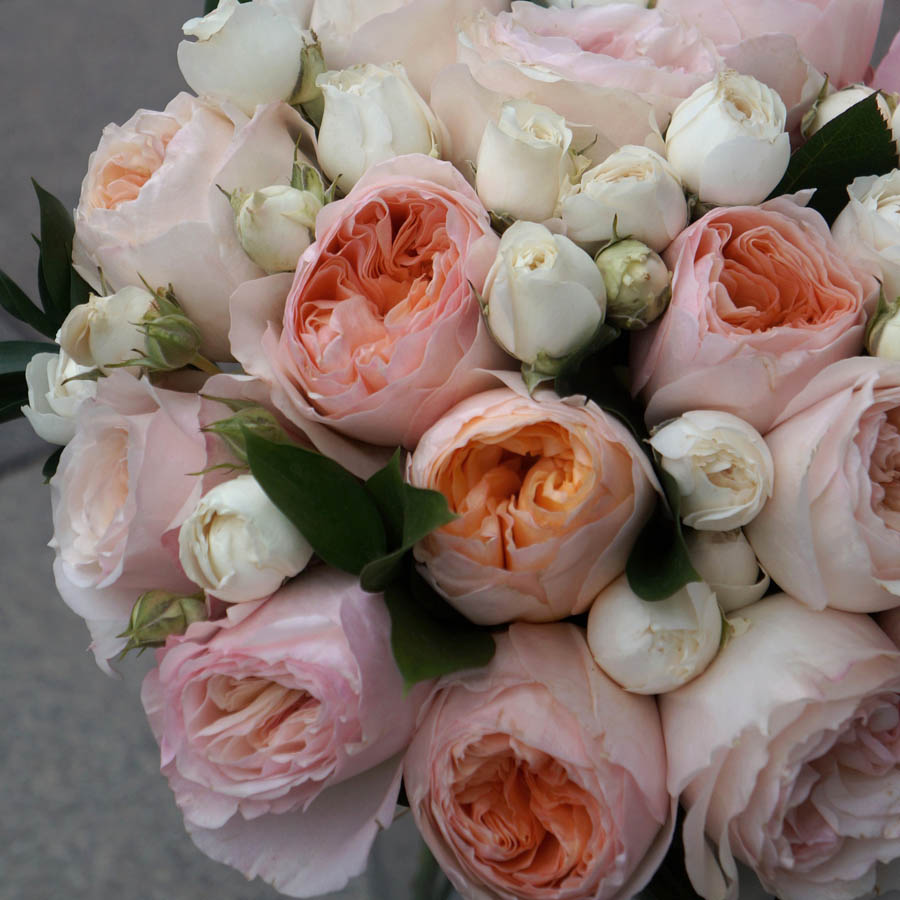 роза Juliet (Джульетта) Дэвида Остина, нежная персиковая пионовидная роза, всё про оранжевые розы, сорта роз оранжевых оттенков