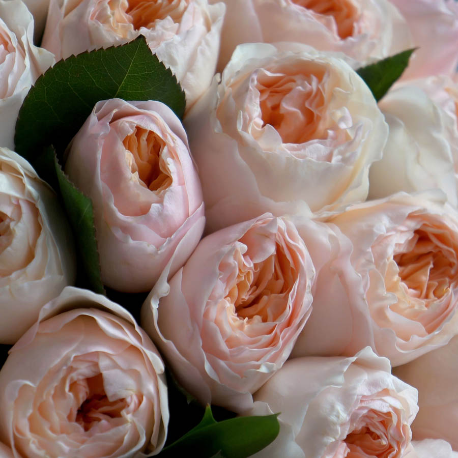 нежная персиковая пионовидная роза Juliet (Джульетта), всё про оранжевые розы, сорта роз оранжевых оттенков