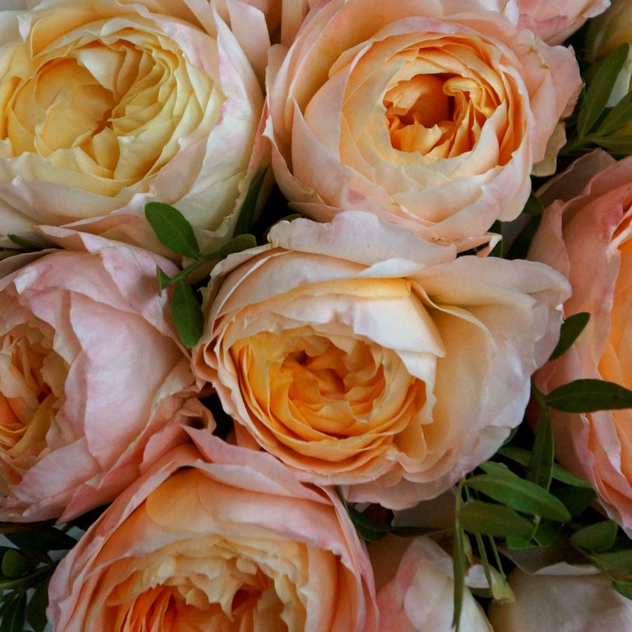 японская садовая роза Princess Aiko (Принцесса Айко) с насыщенной огненной сердцевиной и нежно-персиковыми лепестками, всё про оранжевые розы, сорта роз оранжевых оттенков