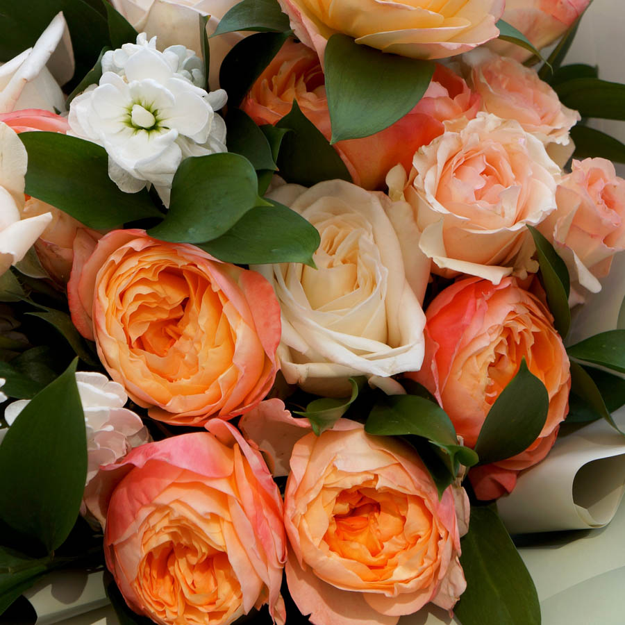 нежная кустовая роза Alina Perfumella (Алина Парфюмелла) сливочно-персикового цвета , всё про оранжевые розы, сорта роз оранжевых оттенков