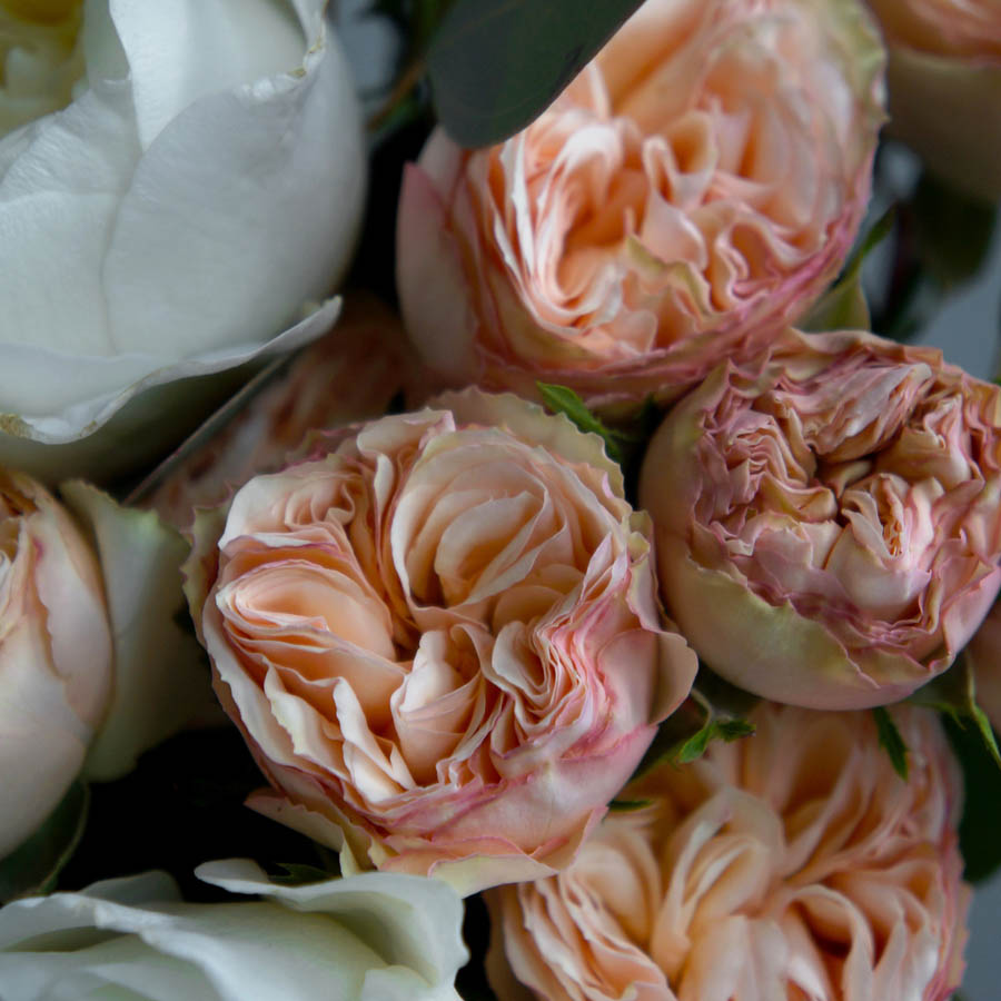 Нежная кустовая роза с крупным округлым бутоном, роза Gentle Trendsetter (Джентл Трансеттер), всё про оранжевые розы, сорта роз оранжевых оттенков