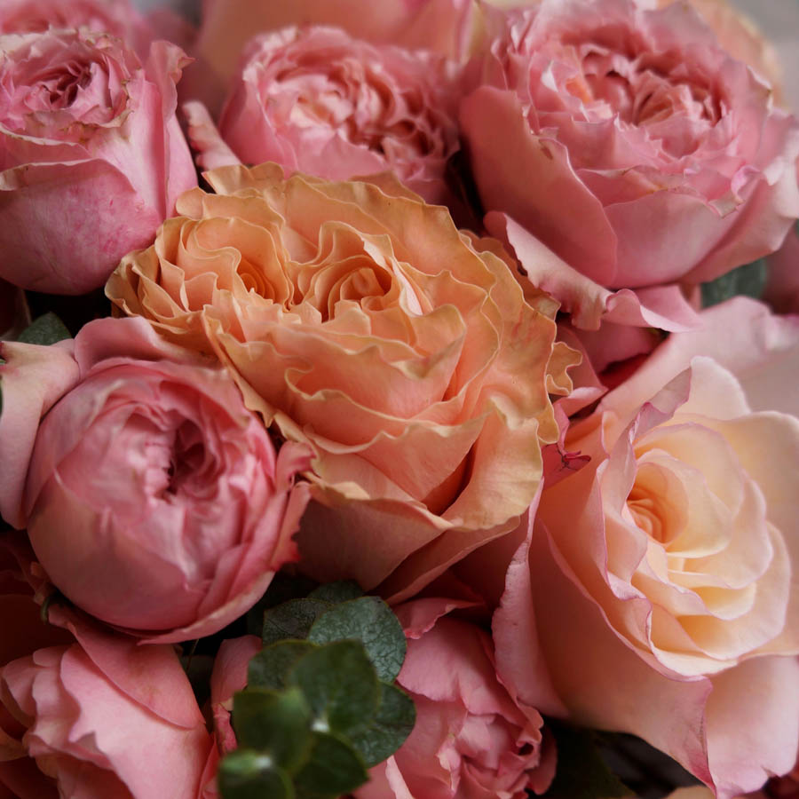 букет роз Princess Crown (Принцесс Краун), светло-персиковые крупнобутонные розы, всё про оранжевые розы, сорта роз оранжевых оттенков