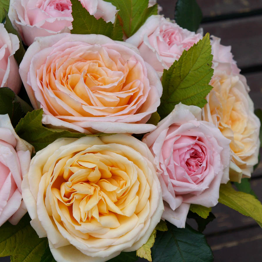 крупнобутонная садовая роза Princess Maya (Принцесса Майя), букет из нежно-персиковых роз, всё про оранжевые розы, сорта роз оранжевых оттенков