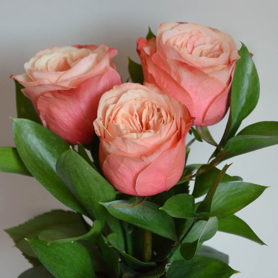 пионовидные розы Kahala (Кахала) светло-терракотового цвета с нежной персиковой сердцевиной, всё про оранжевые розы, сорта роз оранжевых оттенков