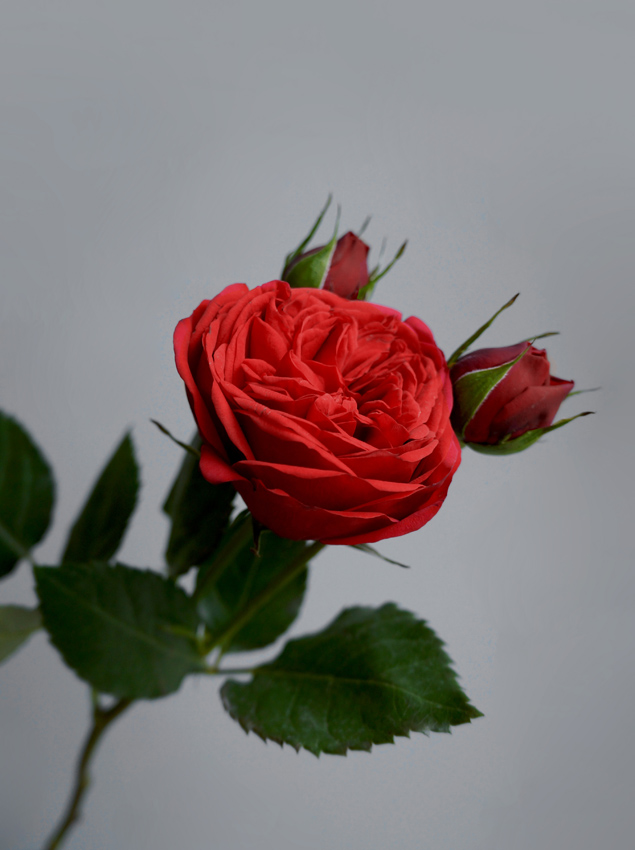 Насыщенная красная роза - символ любви и страсти