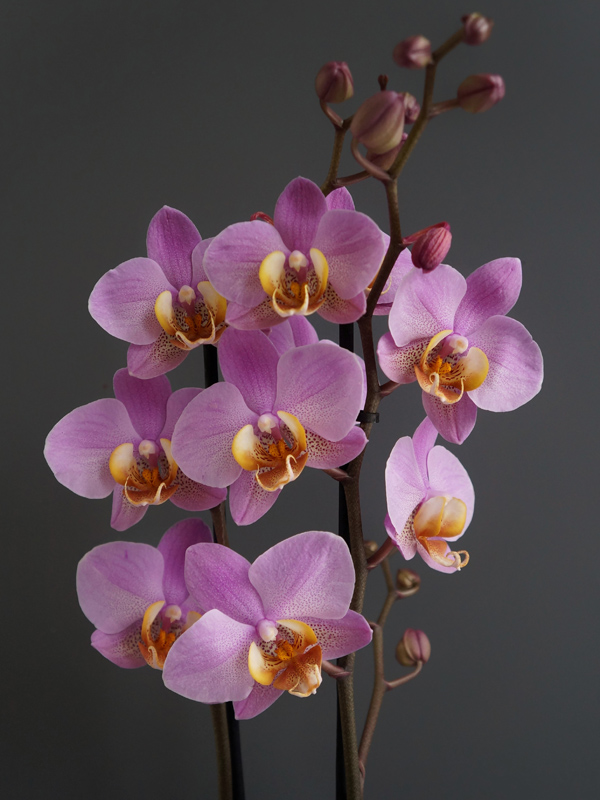 цветки фаленопсиса в горшке, орхидея фаленопсис