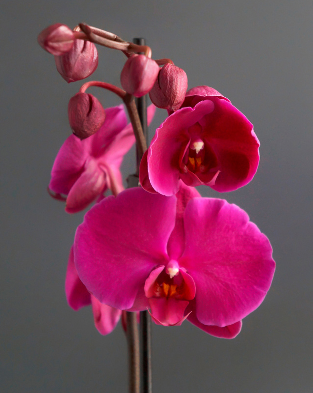 прекрасная и очаровательная орхидея фаленопсис