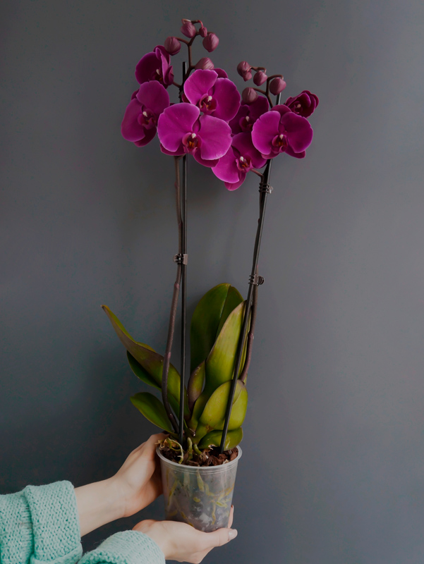 цветки фаленопсиса в прозрачном горшке, сиреневая орхидея фаленопсис