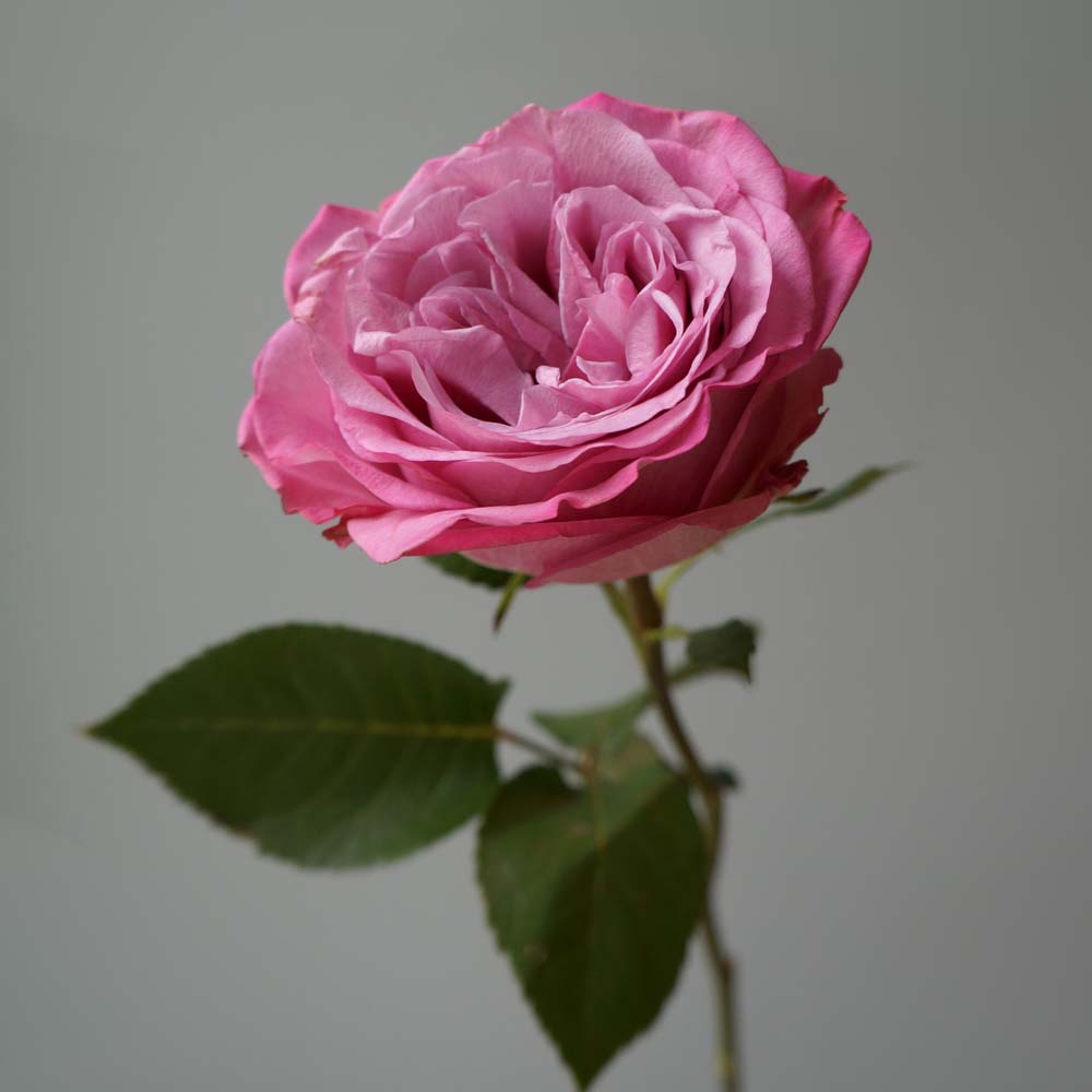 розовая ароматная роза, символизм розы, историческое значение розы