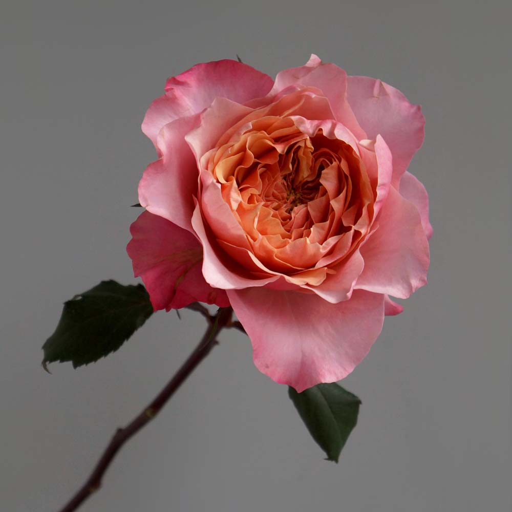 розовая роза с оранжевой серединкой, символизм розы, историческое значение розы