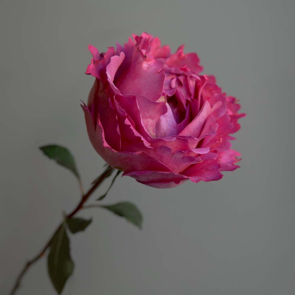 розово-фиолетовая роза, малиновая роза, символизм розы, историческое значение розы