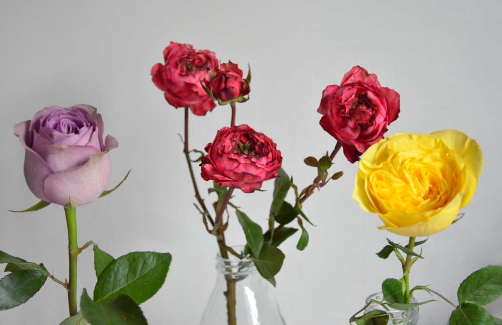 красные, желтые и фиолетовые розы в стеклянных бутылках, символика розы
