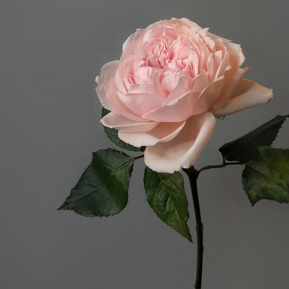 легенда о розе, появление розы, легенда о розе и принцессе, легенда о розе и купидоне