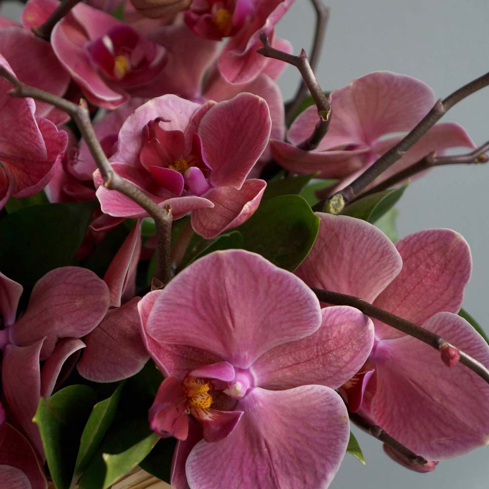 горхидеи, цветы для аллергиков, какие цветы подарить аллергику, розовые орхидеи