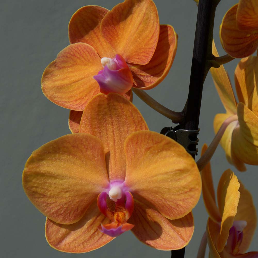 орхидеи, цветы для аллергиков, какие цветы подарить аллергику,  оранжевые орхидеи