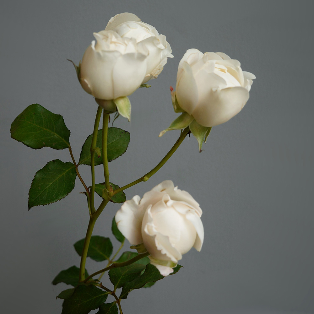 легенда о розе, появление розы, легенда о розе и принцессе, легенда о розе и купидоне, белые кустовые розы