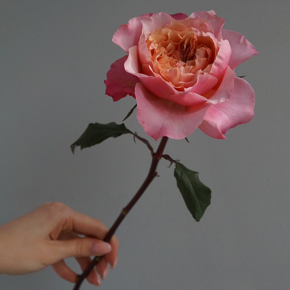 легенда о розе, появление розы, легенда о розе и принцессе, легенда о розе и купидоне, розовая роза с персиково-оранжевой серединкой 