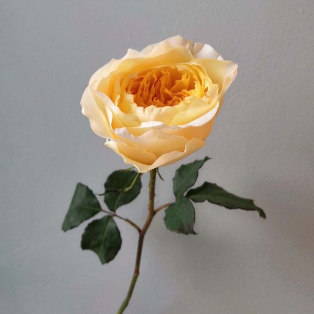 эдит, edith, персиковые розы, персиковые розы, цвет года 2024 пантон персиковый пух во флористике, персиковый цвет во флористике 