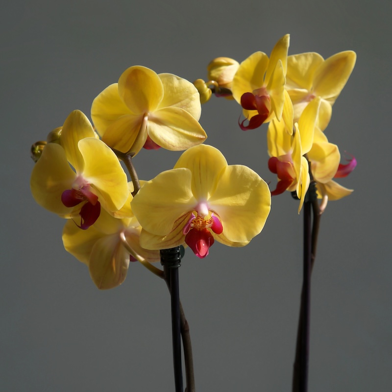 Жёлтые орхидеи на чёрном фоне. Стоковое фото № , фотограф Ласточкин Евгений / Фотобанк Лори